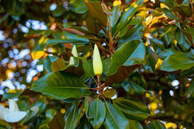 Magnolia ihtişamlı çiçekleri bahçedeki ağaçta