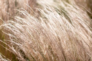 Çayırdaki kuru çimleri sığ alan derinliğiyle kapatın.