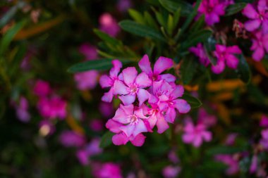 Bahçede pembe zakkum çiçekleri. Seçici odak.