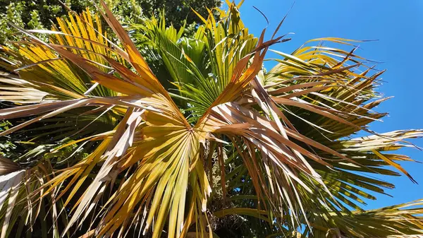 Mavi gökyüzüne karşı palmiye ağacı, yakın plan, arka plan