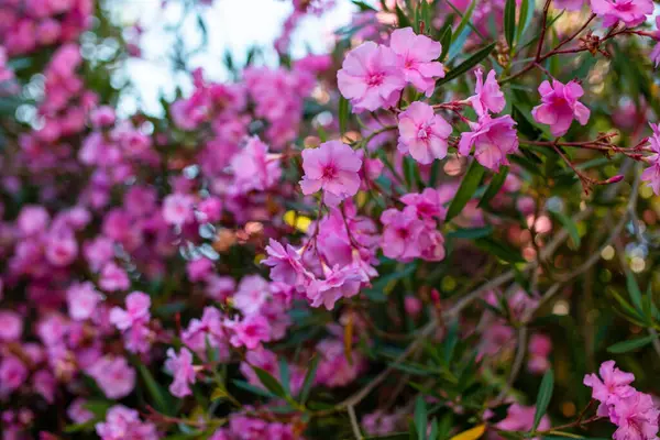 Bahçede açan pembe zakkum çiçekleri. Seçici odak.