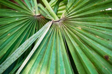 Tropik bir bahçedeki bir palmiye ağacının yapraklarını kapat.