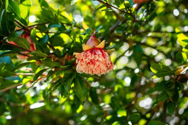 Tropiklerdeki ağaçta nar meyvesi..