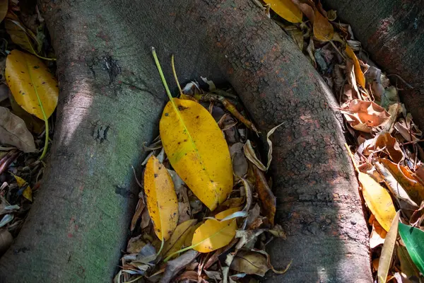 Tayland 'da, ormandaki bir ağaç gövdesine düşen yapraklar..