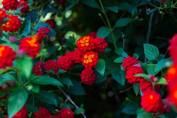 Lantana Camara Lantana Bahçede çiçekler.