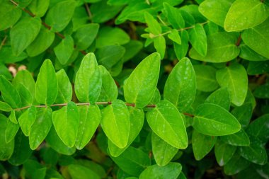 Yeşil yapraklar arka plan. Doğal yeşil yaprak arka planı. Yeşil yapraklar arkaplan.