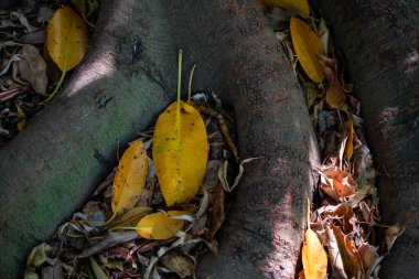 Sonbaharda ağaç gövdesini sarı ve kahverengi yapraklarla kapatın..