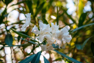 Bahçede beyaz zakkum çiçekleri, Tayland. (Neryum zakkum)