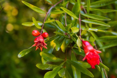Kırmızı çiçekli ve yeşil yapraklı nar ağacı.