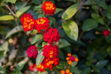 Bahçede turuncu ve kırmızı Lantana Camara çiçekleri var.