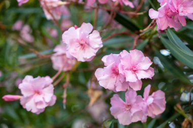 Bahçede açan pembe zakkum çiçekleri, stok fotoğrafı.