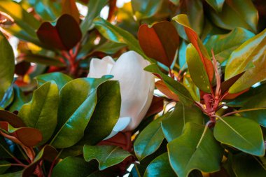 Magnolia ihtişamı, Magnolia ihtişamı