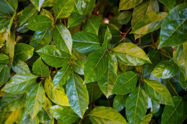 Yeşil yapraklar arka plan. Doğal yeşil yapraklar arka plan. Yeşil yaprak dokusu.