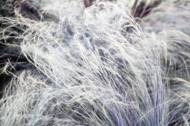 Bahçedeki çimler kışın, fotoğraflara yakın.