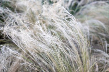 Tarladaki renkli kabarık çimlerin yakınına, sığ alan derinliğine.