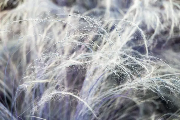 Arka planda tüyleri olan bir çimen tarlasını kapatın..