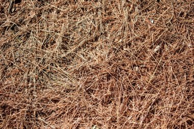 Kuru otların arka planı. Kuru çimen dokusu. Kuru otların arkaplanı.