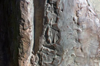 Parktaki okaliptüs ağacının kabuğu.