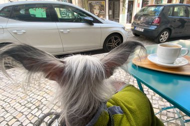Whimsical Dog with Remarkable Ears Enjoying a Cafe Moment