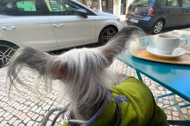Çin armalı köpek açık kafede kahvenin tadını çıkarıyor.