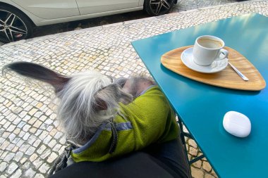 Kafede kahve fincanıyla rahatlayan bir köpek.