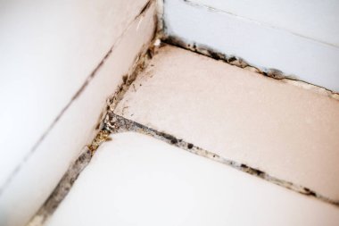 Banyo Köşesinde Küf İstilası