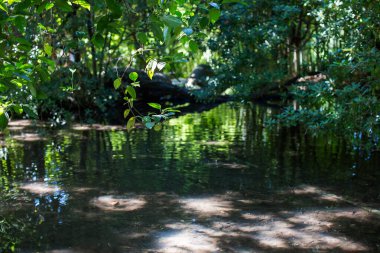 Serene Orman Göleti Yeşillik Yansıtan