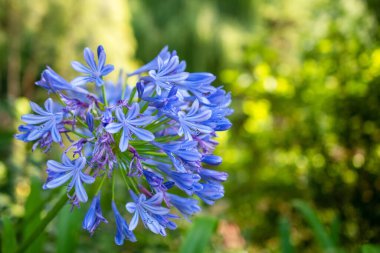 Canlı Mavi Agapanthus Çiçeği Bahçede Çiçek açıyor