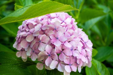 Canlı, yeşil yapraklı pembe bir ortancaya yakın plan.