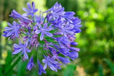 Canlı Mavi Agapanthus Çiçekleri Çiçeği Kümesi