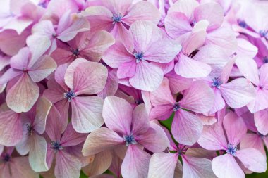 Hassas Pembe Ortanca Çiçeklerinin Yakın Çekimi