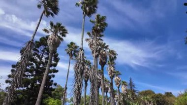 Lizbon Botanik Bahçesi yaz mevsimi yürüyüş manzarası bereketli ağaçlar egzotik tropik bitkiler ve huzurlu bir ortam.