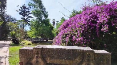 Lizbon Botanik Bahçesi 'nde yaz gezintisi. Egzotik bitki örtüsü palmiye ağaçları. Huzurlu seyahat sahnesi.