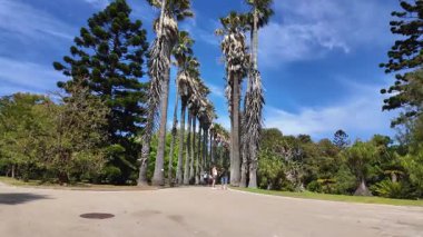 POV Yazı Lizbon Bahçesi Yürürken yemyeşil palmiye ağaçları Egzotik bitkiler Sakin seyahat manzarası Portekiz