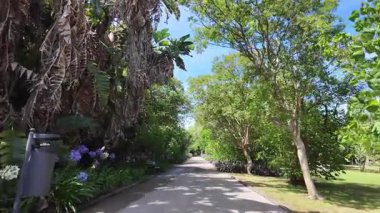 Seyahat POV Lizbon Botanik Bahçesi yaz mevsiminde yeşil palmiye ağaçları Portekiz 'in turistik cazibesini yatıştırıyor