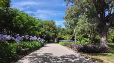 Yaz yürüyüşü Lizbon Botanik Bahçesi egzotik tropikal palmiye ağaçları huzurlu bir park