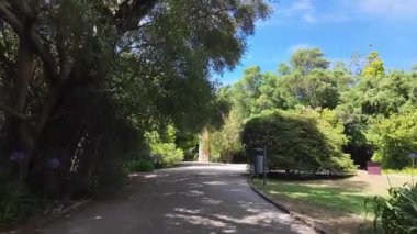 Lizbon Portekiz Botanik Bahçesi yaz mevsimi POV yürüyüşü yemyeşil bitki örtüsü egzotik ağaçlar ve Avrupa şehri kaçışı