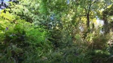 Lisbon park stroll POV summer bright sunshine green foliage Europe holiday travel architecture concept