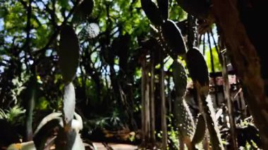 Lisbon public park stroll sunny day green trees POV Europe holiday travel concept architecture