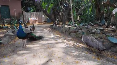 Lisbon public park POV walking trees summer sunlight Europe travel concept city architecture
