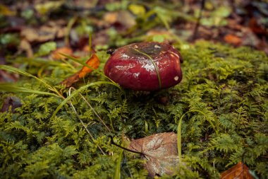 Ormandaki mantarlar.