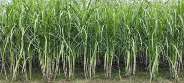 Şeker kamışı tarlası fotoğrafçılığı doğa manzarası, şeker kamışı çiftliği, uzun saplı yeşil bir şeker kamışı tarlası, şeker kamışı tarlası fotoğrafçılığı, tarım arazisi., 