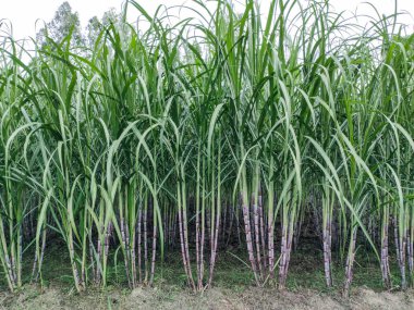 Şeker kamışı tarlası fotoğrafçılığı doğa manzarası, şeker kamışı çiftliği, uzun saplı yeşil çimen kamışı bitkileri, şeker kamışı tarlası fotoğrafçılığı, tarım arazisi., 