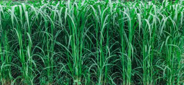 Şeker kamışı tarlası fotoğrafçılığı doğa manzarası, şeker kamışı çiftliği, uzun saplı yeşil çimen kamışı bitkileri, şeker kamışı tarlası fotoğrafçılığı, tarım arazisi., 