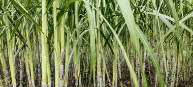 Şeker kamışı tarlası fotoğrafçılığı doğa manzarası, şeker kamışı çiftliği, uzun saplı yeşil bir şeker kamışı tarlası, şeker kamışı tarlası fotoğrafçılığı, tarım arazisi., 