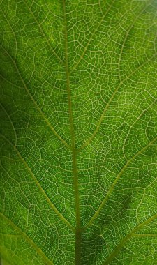 Yeşil yaprakların yakın plan fotoğrafı kırmızı pembe çiçekler bitki doğal arkaplan, Çin gül vektör tasarımı, Hawaii amber çiçeği doğa arka plan, yeşil, duvar kağıdı, soyut, bahçe, bitki, yaz, ağaç, desen, doku,