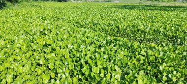 Sabah yeşil tarlalar, pirinç tarlalarının doğal manzarası ve gölün üzerindeki yeşil ağaç içme, çimenli ve ağaçlı manzara, pirinç tarlası mavi gökyüzü