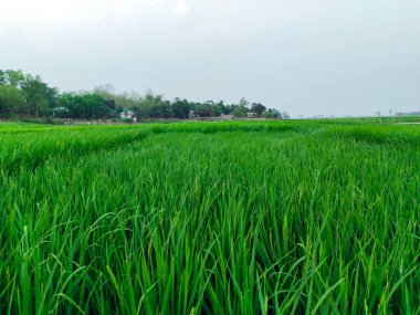 Yeşil arazi fotoğrafçılığı, pirinç tarlası tarım arazisi, yeşil çimen arazisi, mavi gökyüzü çeltik tarlası, çimen ve ağaçlı manzara, pirinç tarlası mavi gökyüzü 