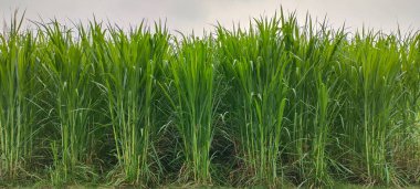 Şeker kamışı tarlası fotoğrafçılığı doğa manzarası, şeker kamışı çiftliği, uzun saplı yeşil bir şeker kamışı tarlası, şeker kamışı tarlası fotoğrafçılığı, tarım arazisi., 