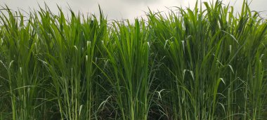 Şeker kamışı tarlası fotoğrafçılığı doğa manzarası, şeker kamışı çiftliği, uzun saplı yeşil bir şeker kamışı tarlası, şeker kamışı tarlası fotoğrafçılığı, tarım arazisi., 